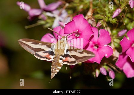 Bedstraw Hawkmoth (Hyles galii) si nutre di un fiore phlox. Foto Stock