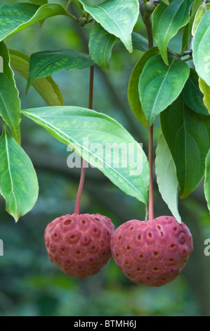 Corniolo = Cornus " Norman Hadden" C . kousa x C. capitata) frutta e foglie Cambridgeshire giardino Inghilterra UK Europa Foto Stock