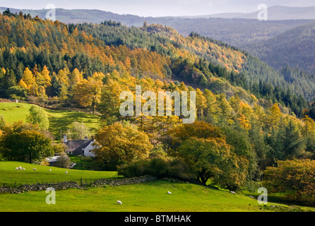 In autunno la foresta Gwydyr, vicino a Betws-y-Coed, Parco Nazionale di Snowdonia, Wales, Regno Unito Foto Stock