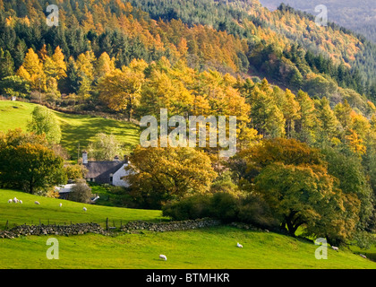 In autunno la foresta Gwydyr, vicino a Betws-y-Coed, Parco Nazionale di Snowdonia, Wales, Regno Unito Foto Stock