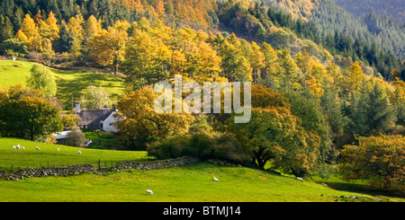 In autunno la foresta Gwydyr, vicino a Betws-y-Coed, Parco Nazionale di Snowdonia, Wales, Regno Unito Foto Stock