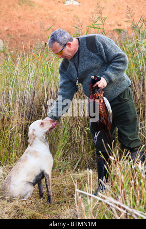 Uomo con un colpo fagiano morto in un gioco sparare con una golden Labrador cane. Il Galles, Regno Unito, Gran Bretagna. Foto Stock