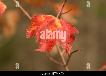Rosso acero foglia sul ramo, Parco Nazionale di Acadia, Maine, Stati Uniti d'America Foto Stock
