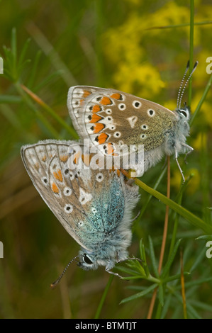 Blu comune Polyommatus icarus farfalle abbinato. Isle of Barra, Ebridi, Scozia. SCO 6596 Foto Stock