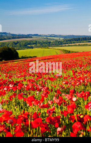 I campi di papavero in sole sui bassi di Marlborough, Wiltshire, Inghilterra, Regno Unito Foto Stock