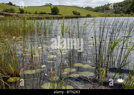 Canne e ninfee in crescita in un distretto dei laghi Tarn Foto Stock