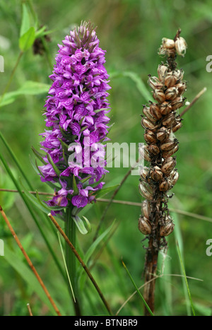 Avvistato comune (orchidea Dactylorhiza fuchsii) Fiore con una testa di sementi Foto Stock