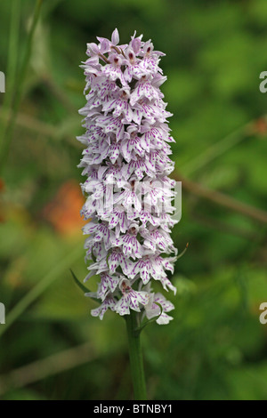 Avvistato comune (orchidea Dactylorhiza fuchsii) Testa di fiori Foto Stock