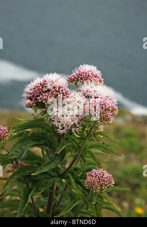 Eupatorium cannabinum, comunemente noto come canapa-agrimonia proveniente in fiore nei pressi della costa della Cornovaglia, Inghilterra Foto Stock
