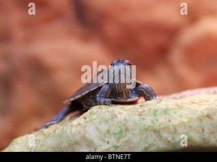 Mappa Mississippi tartaruga, Graptemys pseudogeographica, acqua fresca turtle Foto Stock