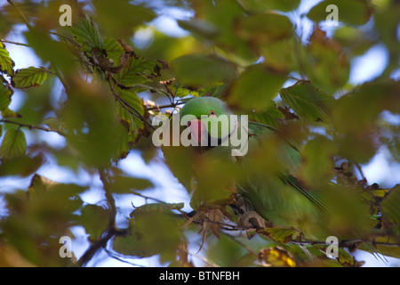 Collo ad anello parrocchetto nascosto tra gli alberi Foto Stock