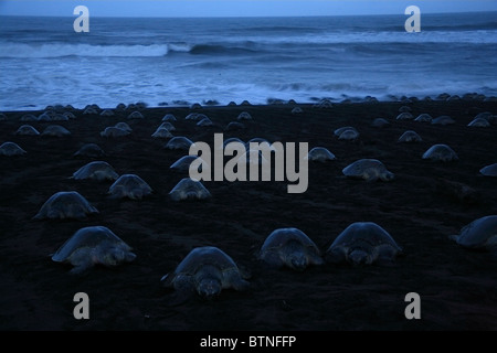 Arribada delle Olive Ridley tartarughe (Lepidochelys olivacea) Ritorno all'oceano al tramonto dopo la nidificazione. Playa Ostional, Costa Rica Foto Stock