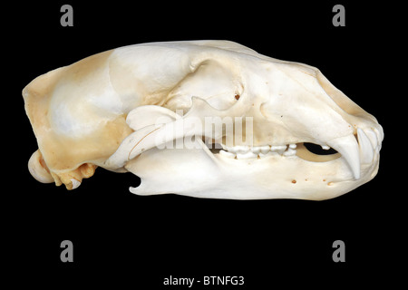 Orso polare del profilo del cranio che mostra la grande predatore canini, isolati su sfondo nero. Foto Stock