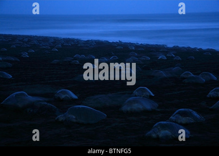 Arribada delle Olive Ridley tartarughe (Lepidochelys olivacea) Ritorno all'oceano al tramonto dopo la nidificazione. Playa Ostional, Costa Rica Foto Stock