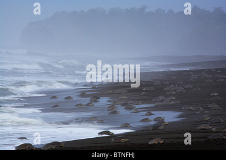 Olive Ridley tartarughe (Lepidochelys olivacea) Venite a terra per nidificare durante l'arribada. Playa Ostional, Guanacaste in Costa Rica Foto Stock