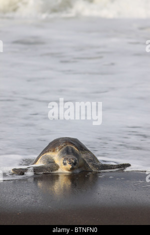 Olive Ridley Turtle (Lepidochelys olivacea) Venite a terra per nidificare durante l'arribada. Playa Ostional, Guanacaste in Costa Rica Foto Stock