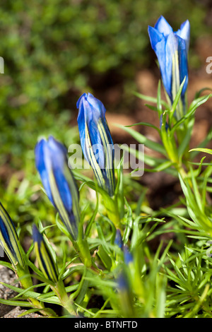 " Blauer Zwerg" cinese appariscente genziana, Höstgentiana (Gentiana sino-ornata) Foto Stock