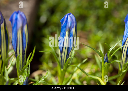 " Blauer Zwerg" cinese appariscente genziana, Höstgentiana (Gentiana sino-ornata) Foto Stock