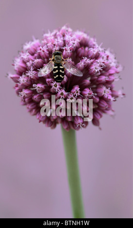 Passare il puntatore del mouse sul Fly Allium fiore Foto Stock