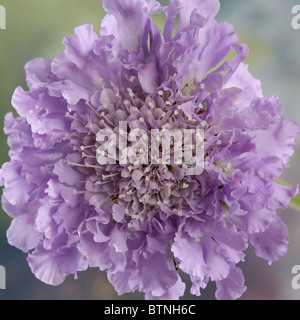 Malva di puntaspilli fiore Scabious (Scabiosa) su uno sfondo colorato Foto Stock