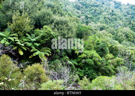 Urutawa Area di Conservazione,Palme,Felci,alberi, Waioeka River, Waioeka,Gorge Riserva Paesaggistica,Opotiki Hwy 2,l'isola nord,Nuova Zelanda Foto Stock