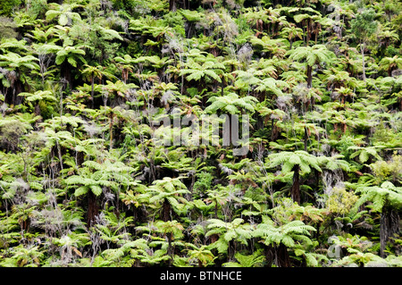 Urutawa Area di Conservazione,Palme,Felci,alberi, Waioeka River, Waioeka,Gorge Riserva Paesaggistica,Opotiki Hwy 2,l'isola nord,Nuova Zelanda Foto Stock