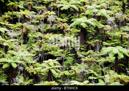 Urutawa Area di Conservazione,Palme,Felci,alberi, Waioeka River, Waioeka,Gorge Riserva Paesaggistica,Opotiki Hwy 2,l'isola nord,Nuova Zelanda Foto Stock