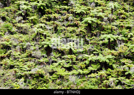 Urutawa Area di Conservazione,Palme,Felci,alberi, Waioeka River, Waioeka,Gorge Riserva Paesaggistica,Opotiki Hwy 2,l'isola nord,Nuova Zelanda Foto Stock