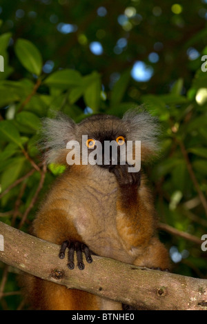 Femmina lemure nero, il Eulemur Macaco, Nosy Be - Madagascar Foto Stock