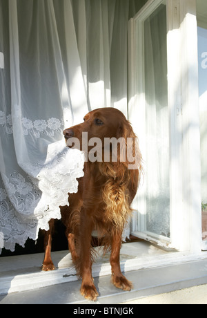 Un Setter Irlandese sul davanzale Foto Stock