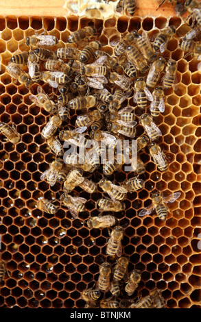 Api mellifere su un favo di miele Foto Stock