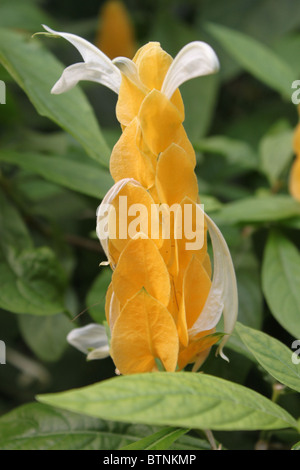 Pachystachys Lutea / Lollipop impianto / Golden impianti adibiti alla pesca di gamberetti Foto Stock