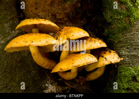 Golden Pholiota o Golden Scagliose Cap Pholiota aurivella sul faggio, Autunno, New Forest. Foto Stock