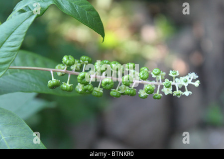 Phytolacca Americana / American Pokeweed Foto Stock