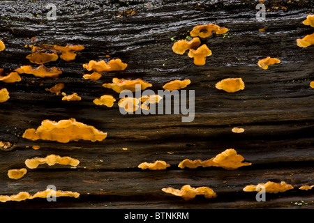 Spurgo crosta di quercia fungo Stereum gausapatum sul log vecchi, Autunno, New Forest. Foto Stock