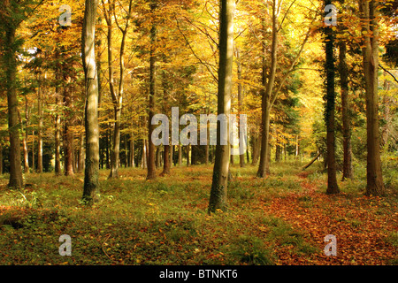 Bosco autunnale scena in una giornata di sole Foto Stock