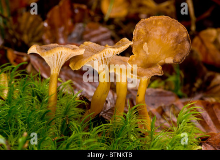 Brown Chanterelle, o inverno, Chanterelle Cantharellus infundibuliformis fra muschi, legno di faggio in autunno, New Forest. Foto Stock