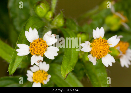 Soldato galante, Galinsoga parviflora; diffusa erbaccia introdotto dal Sud America. Foto Stock