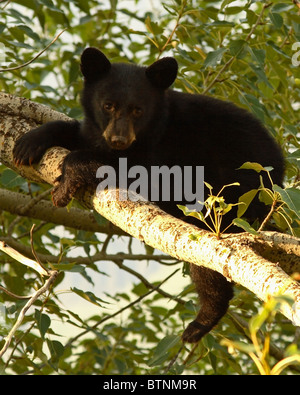 Un Black Bear Cub appoggiata su di un ramo di albero in Montana. Foto Stock