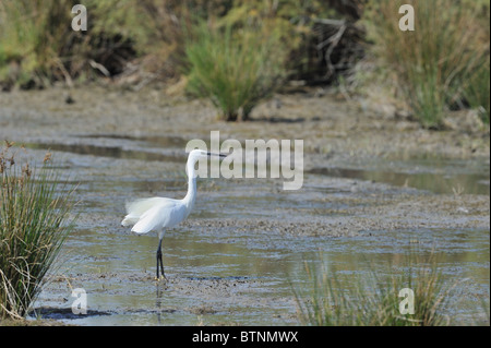 Garzetta (Egretta garzetta - Ardea garzetta) in cerca di cibo in acqua poco profonda in autunno - Camargue - Francia Foto Stock