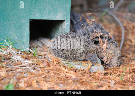 Western European riccio (Erinaceus europaeus) venuta fuori la sua "casa" (shelter costruire appositamente per esso) - Bruxelles - Belgio Foto Stock