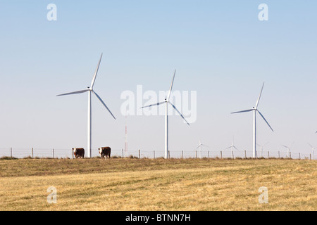 Le mucche pascolano intorno a turbine eoliche in campi di grano vicino Brookston, Indiana, STATI UNITI D'AMERICA Foto Stock