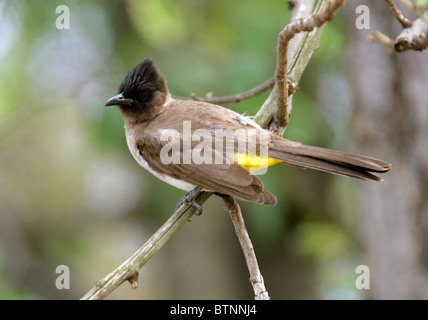 Bulbul comune, black-eyed Bulbul o Dark-capped Bulbul, Pycnonotus barbatus, Pycnonotidae, Kruger National Park, Sud Africa Foto Stock