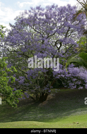 Jacaranda blu, Jacaranda mimosifolia, Bignoniaceae. Aka Poui nero, (J. acutifolia, J. chelonia, J.ovalifolia). Sud Africa. Foto Stock