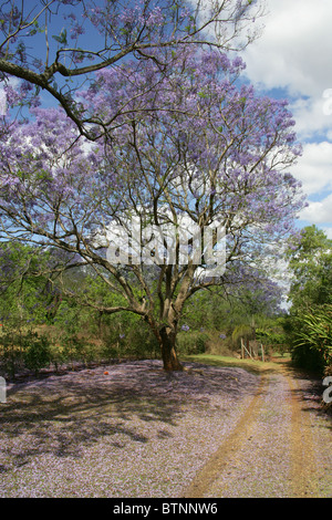 Jacaranda blu, Jacaranda mimosifolia, Bignoniaceae. Aka Poui nero, (J. acutifolia, J. chelonia, J.ovalifolia). Sud Africa. Foto Stock