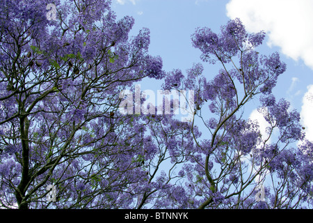 Jacaranda blu, Jacaranda mimosifolia, Bignoniaceae. Aka Poui nero, (J. acutifolia, J. chelonia, J.ovalifolia). Sud Africa. Foto Stock