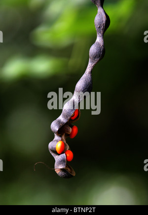 Coral Bean tree con cialde in nero e arancio semi, Erythrina lysistemon, Fabaceae, Sud Africa. Foto Stock