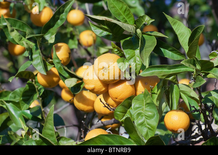 Arance mature sono appeso a un albero Foto Stock