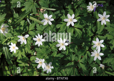 Legno fiori Anemone Anemone nemorosa , nella primavera del bosco, New Forest Hampshire Inghilterra Gran Bretagna REGNO UNITO Foto Stock