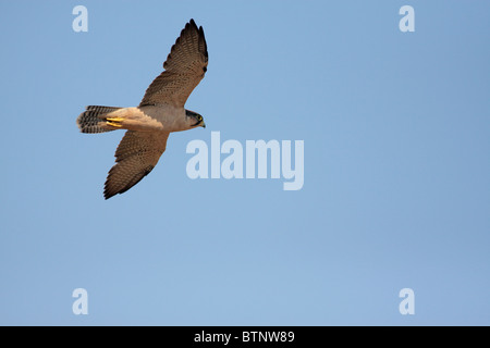 Falcon battenti contro il cielo blu Foto Stock